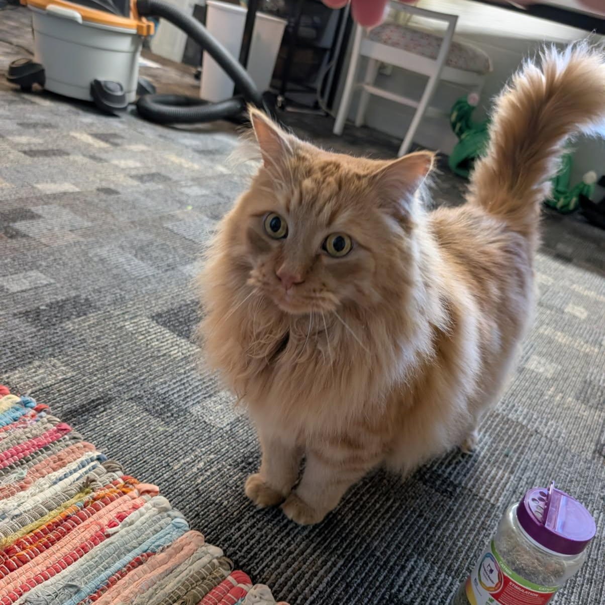 Enlarge Cheese, a ADOPTABLE mixed breed in Rockford, MI image 2/4