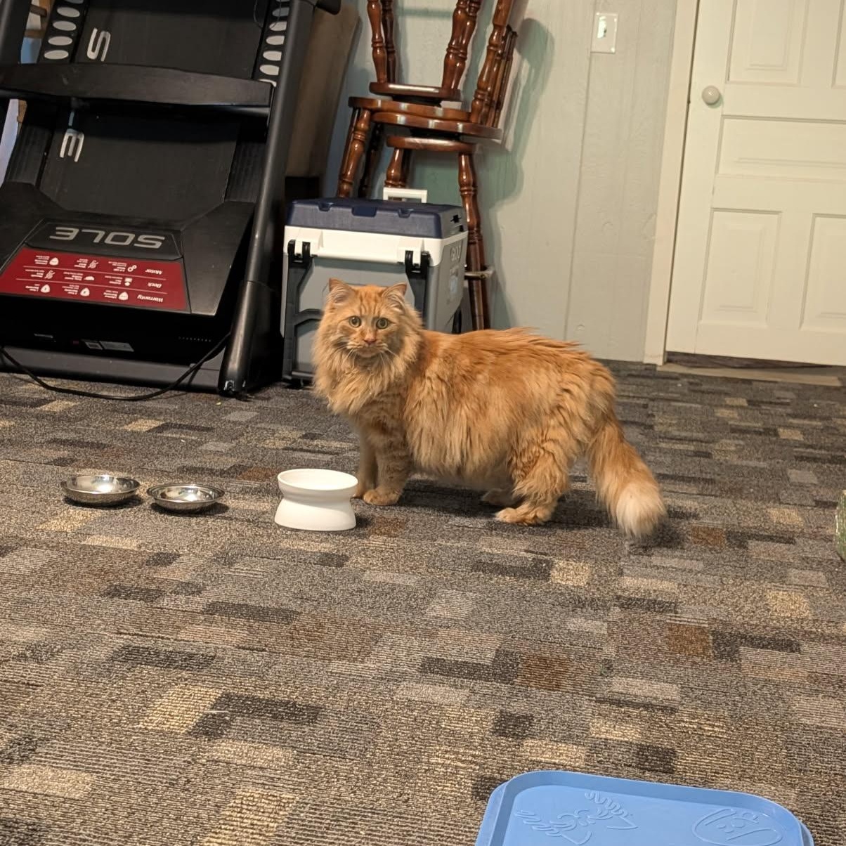 Enlarge Cheese, a ADOPTABLE mixed breed in Rockford, MI image 4/4