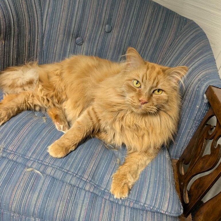 Enlarge Cheese, an adopted Domestic Long Hair in Rockford, MI image 6/6