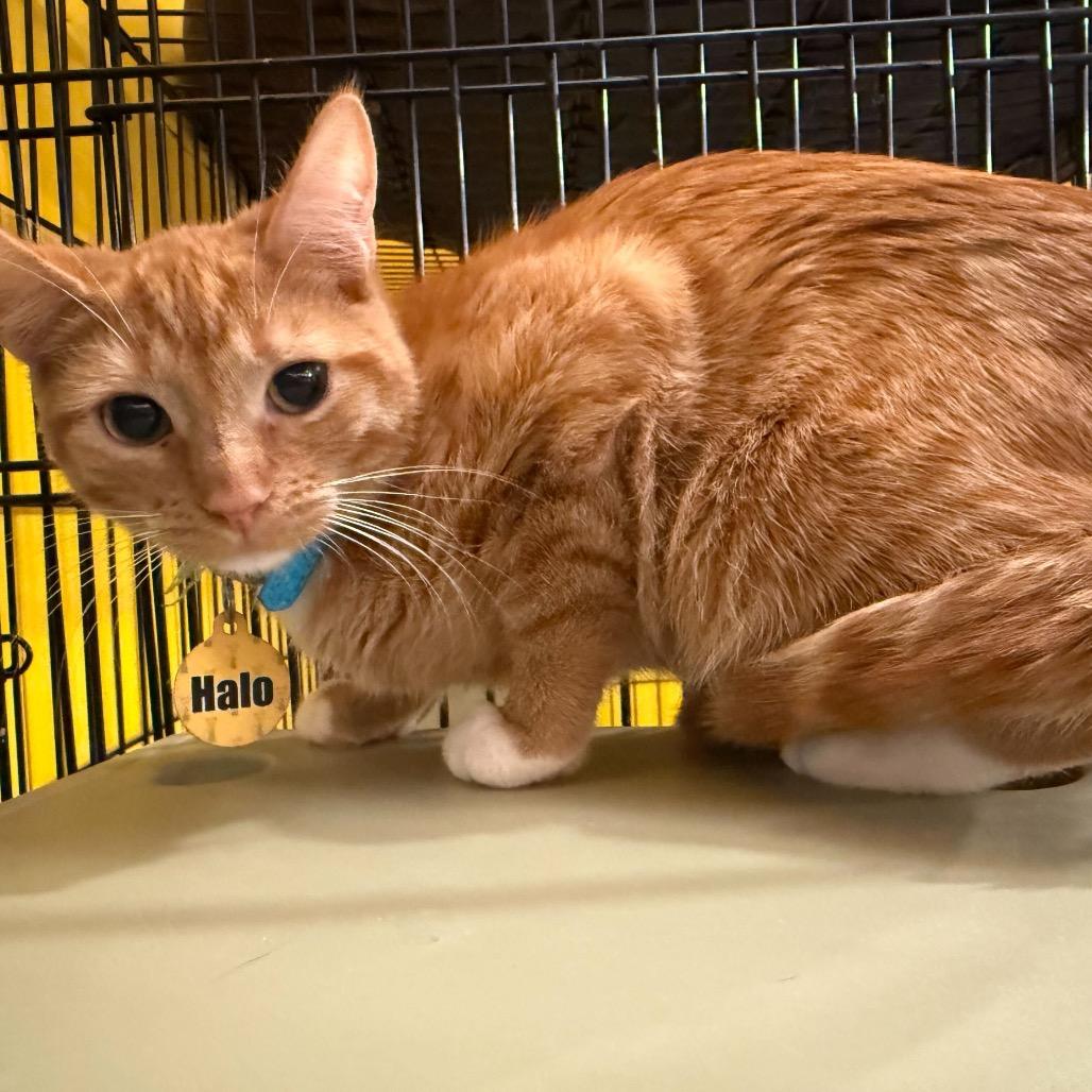 Halo, a Adoptable Domestic Short Hair in Howard beach, NY image 1/2