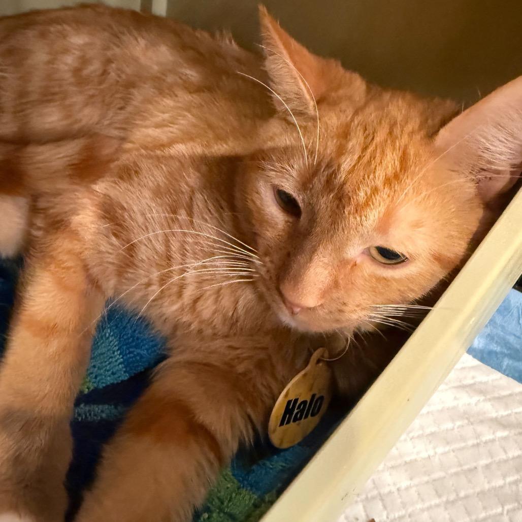 Halo, a Adoptable Domestic Short Hair in Howard beach, NY image 2/2