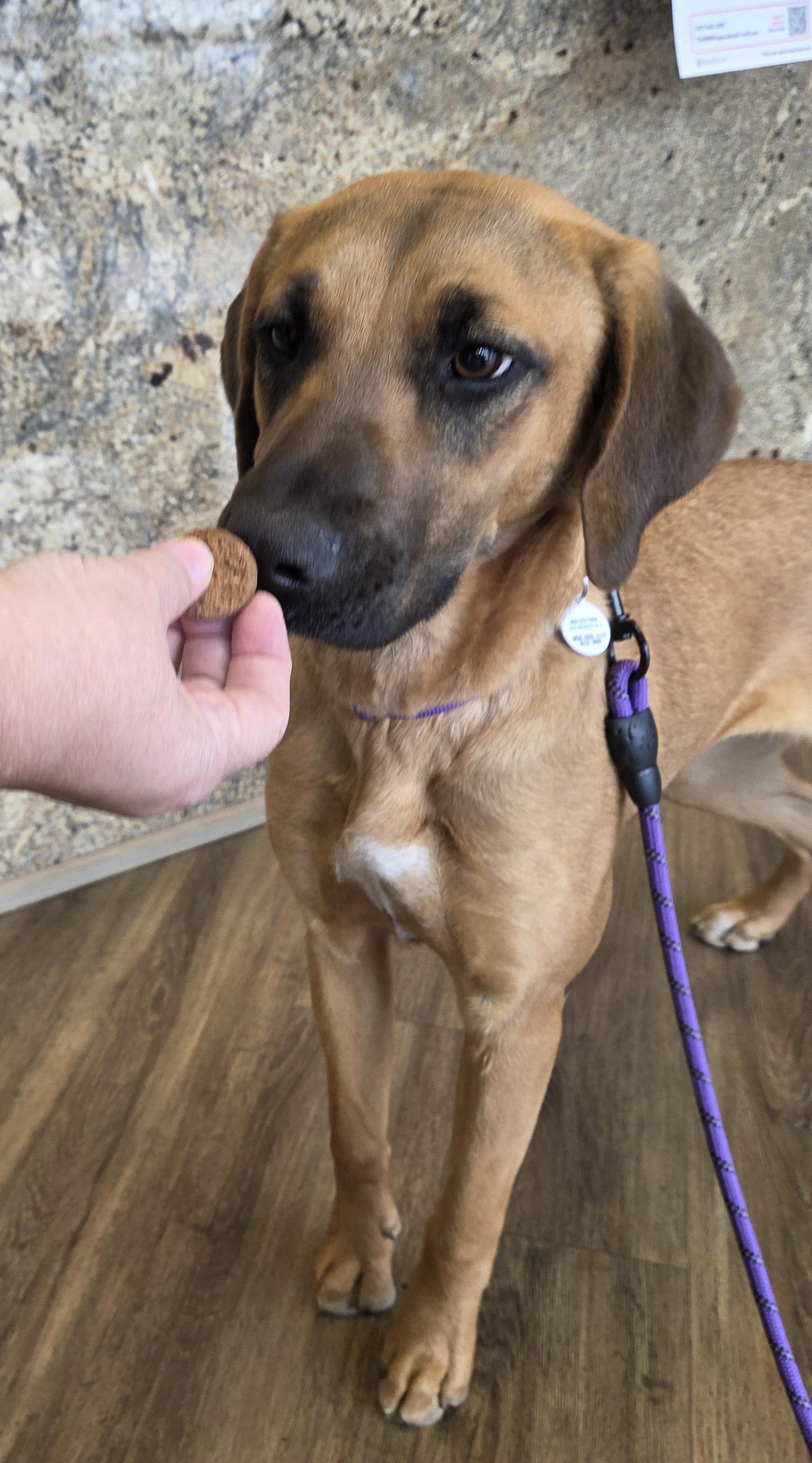 Enlarge Delilah, a Adoptable mixed breed in TULSA, OK image 1/6