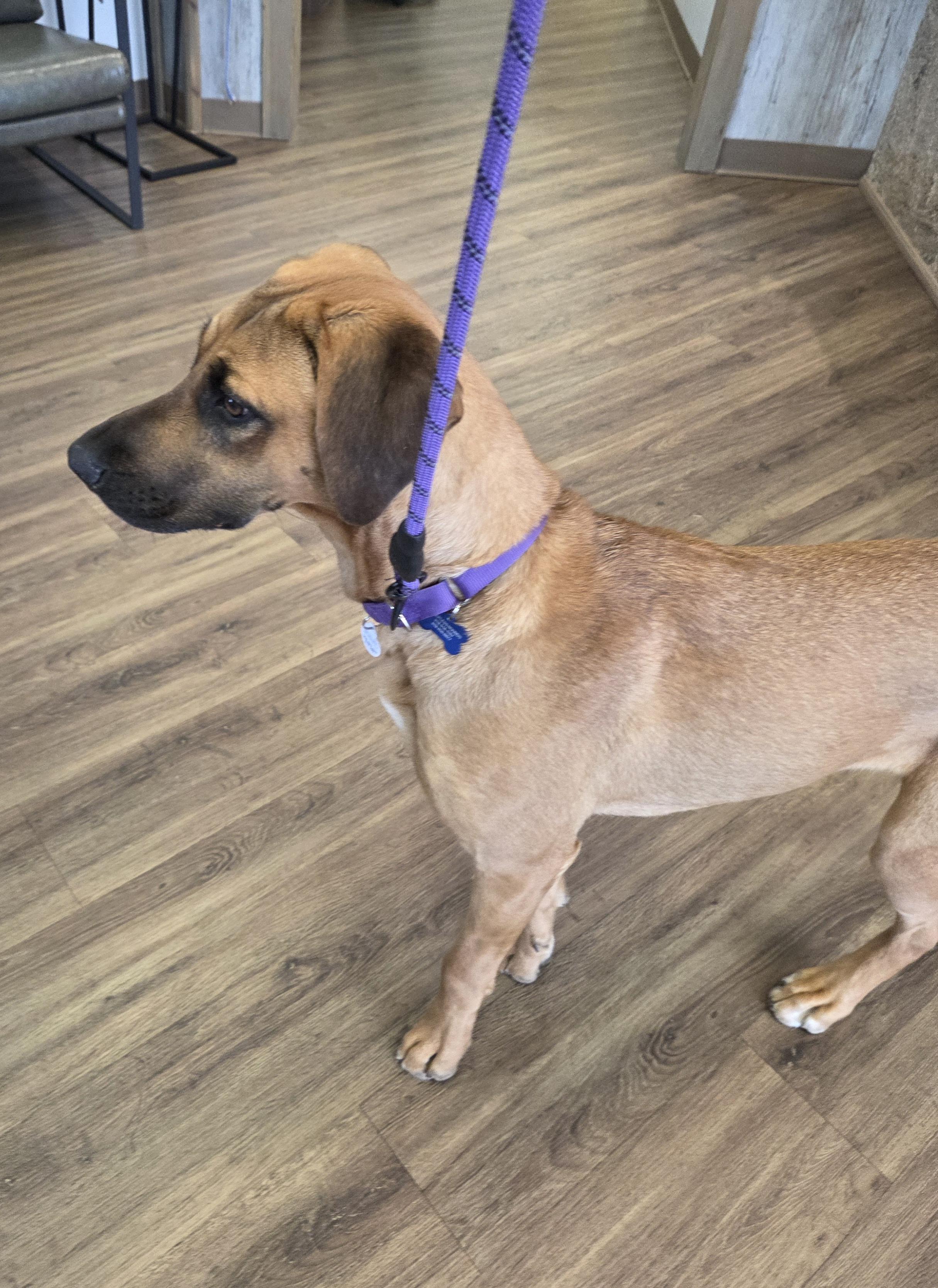 Enlarge Delilah, a Adoptable mixed breed in TULSA, OK image 2/6