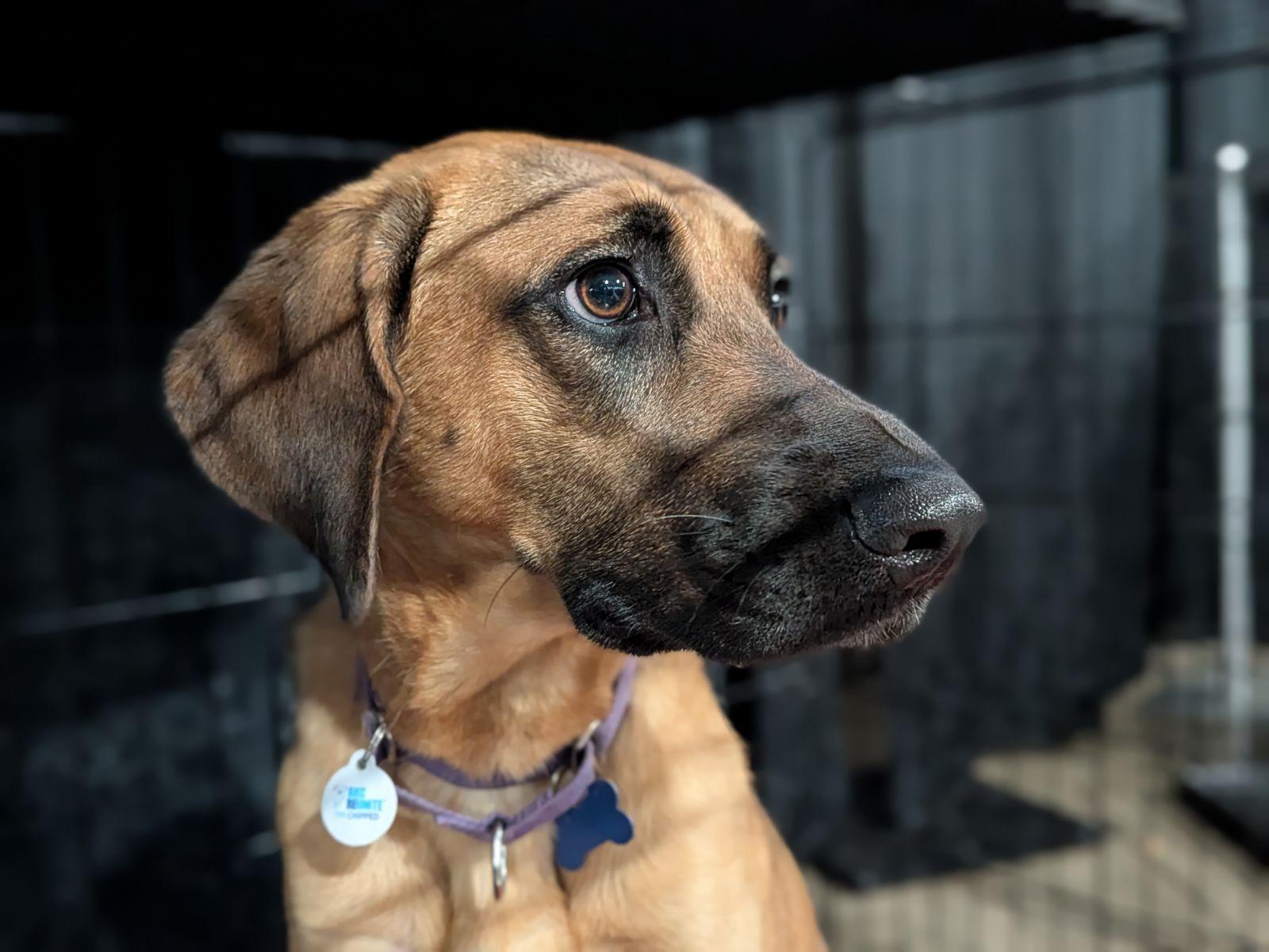 Enlarge Delilah, a Adoptable mixed breed in TULSA, OK image 2/6