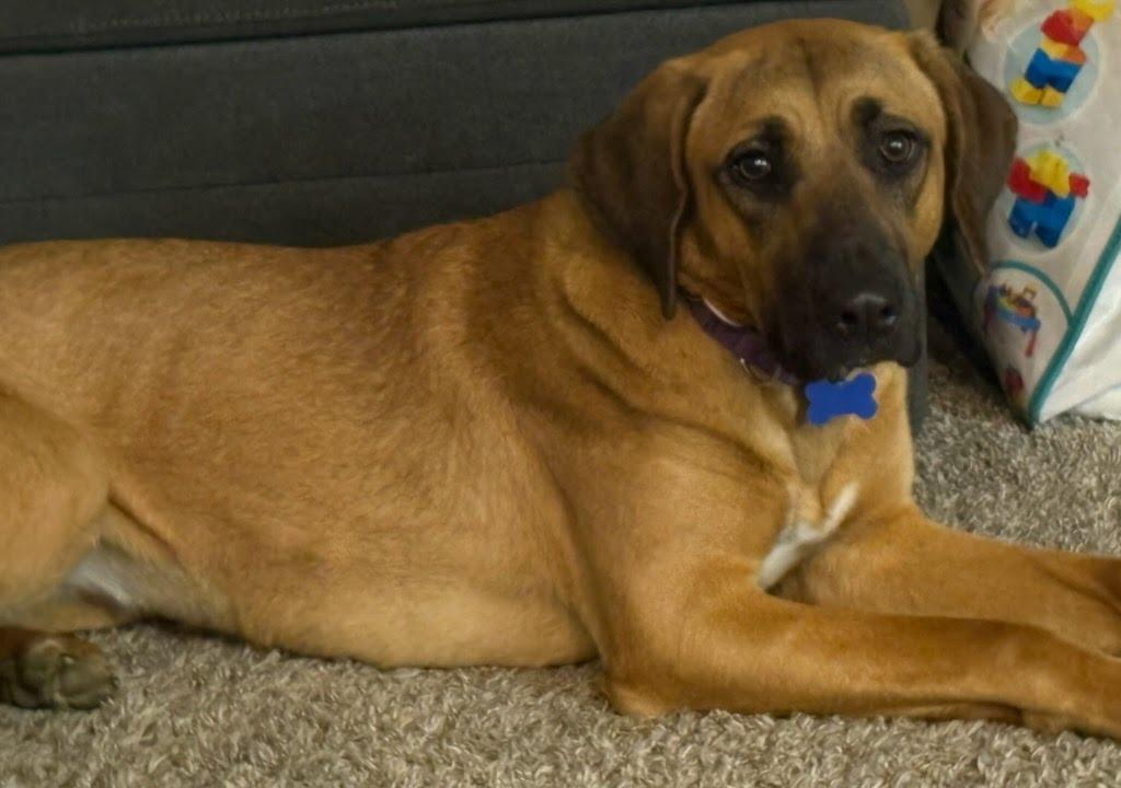 Enlarge Delilah, a Adoptable mixed breed in TULSA, OK image 3/6