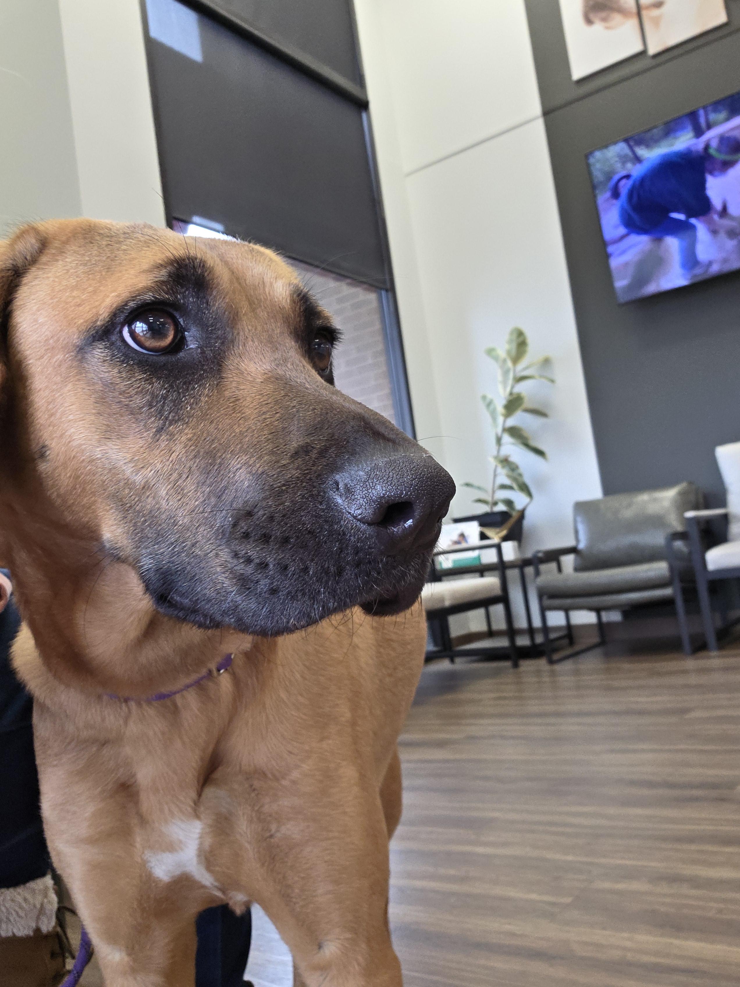 Enlarge Delilah, a Adoptable mixed breed in TULSA, OK image 3/6