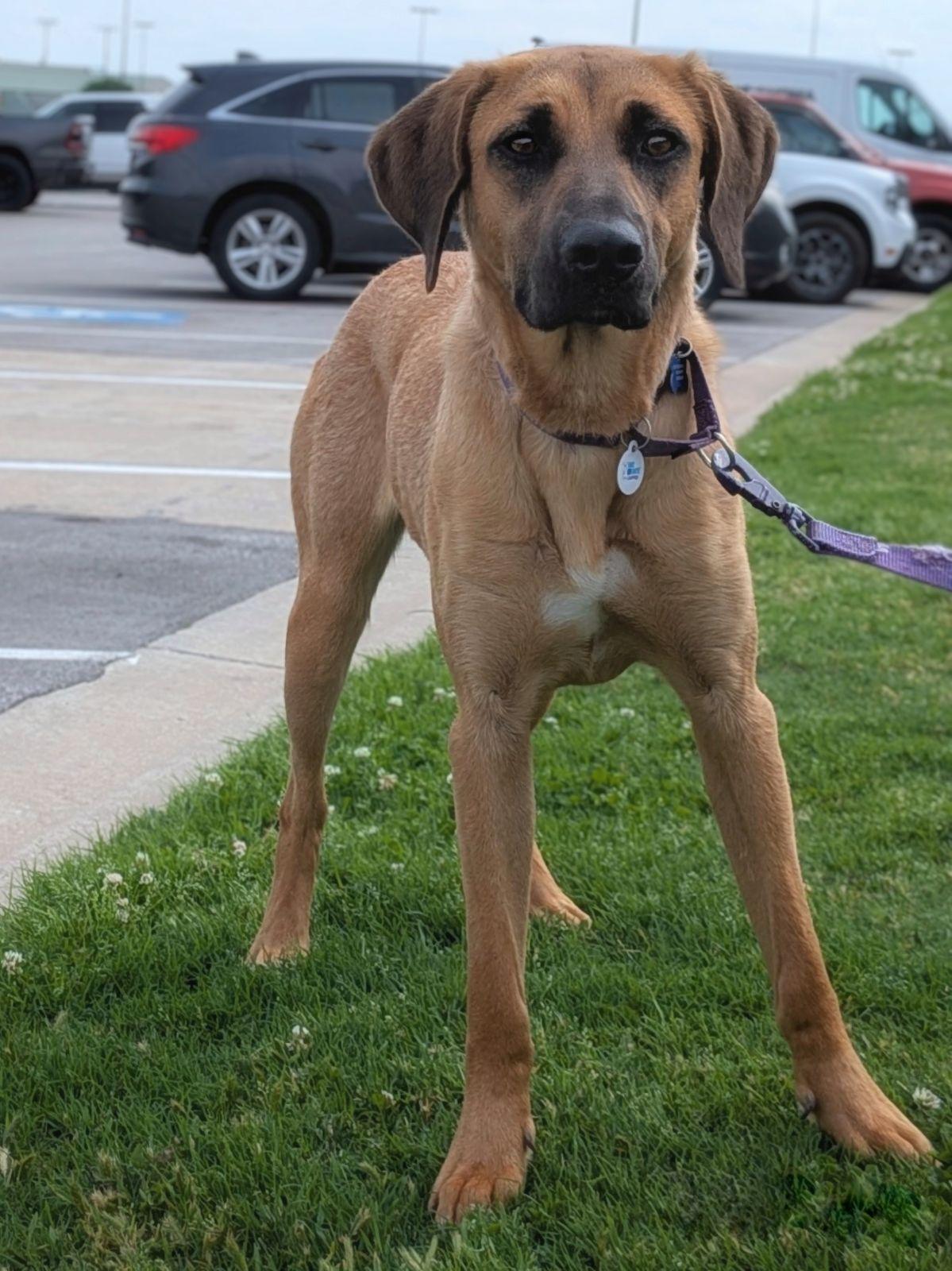 Enlarge Delilah, a Adoptable mixed breed in TULSA, OK image 4/6