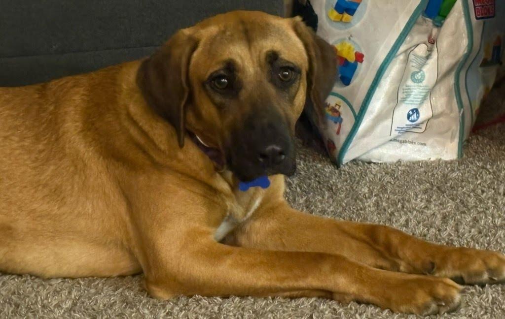 Enlarge Delilah, a Adoptable mixed breed in TULSA, OK image 5/6