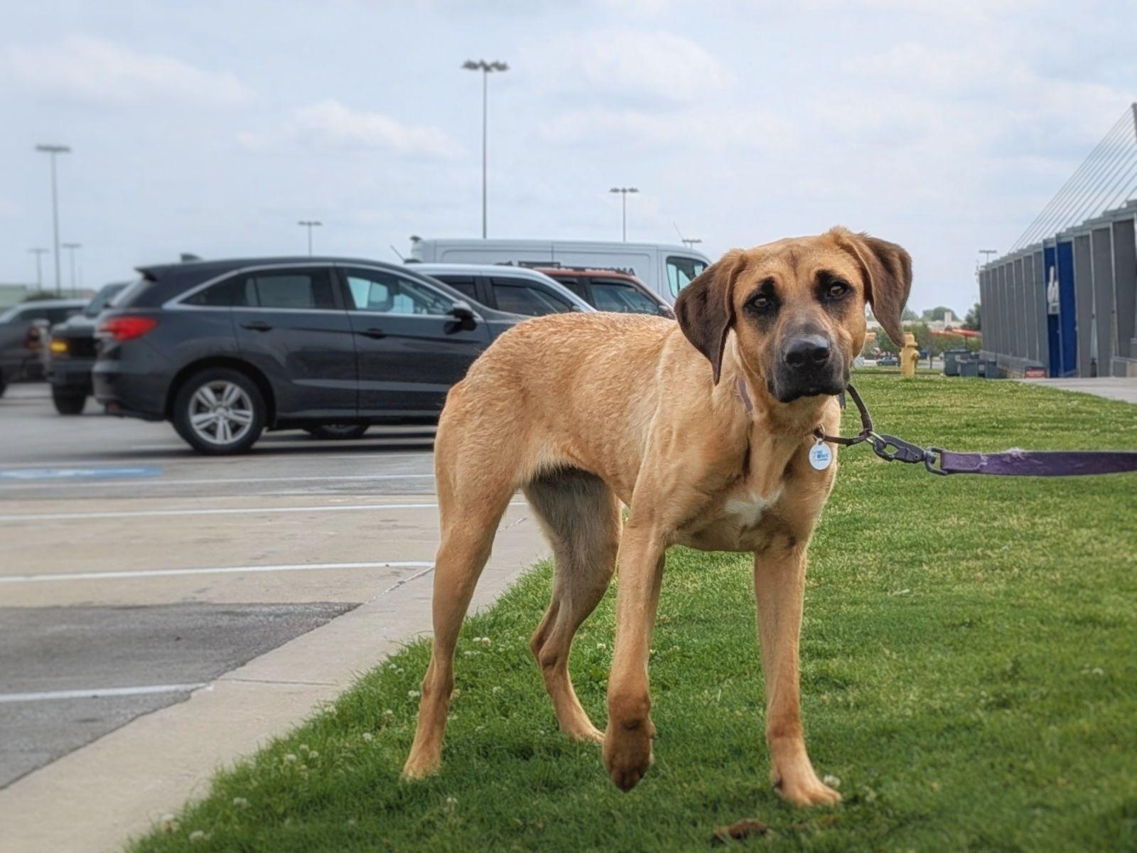 Enlarge Delilah, a Adoptable mixed breed in TULSA, OK image 5/6