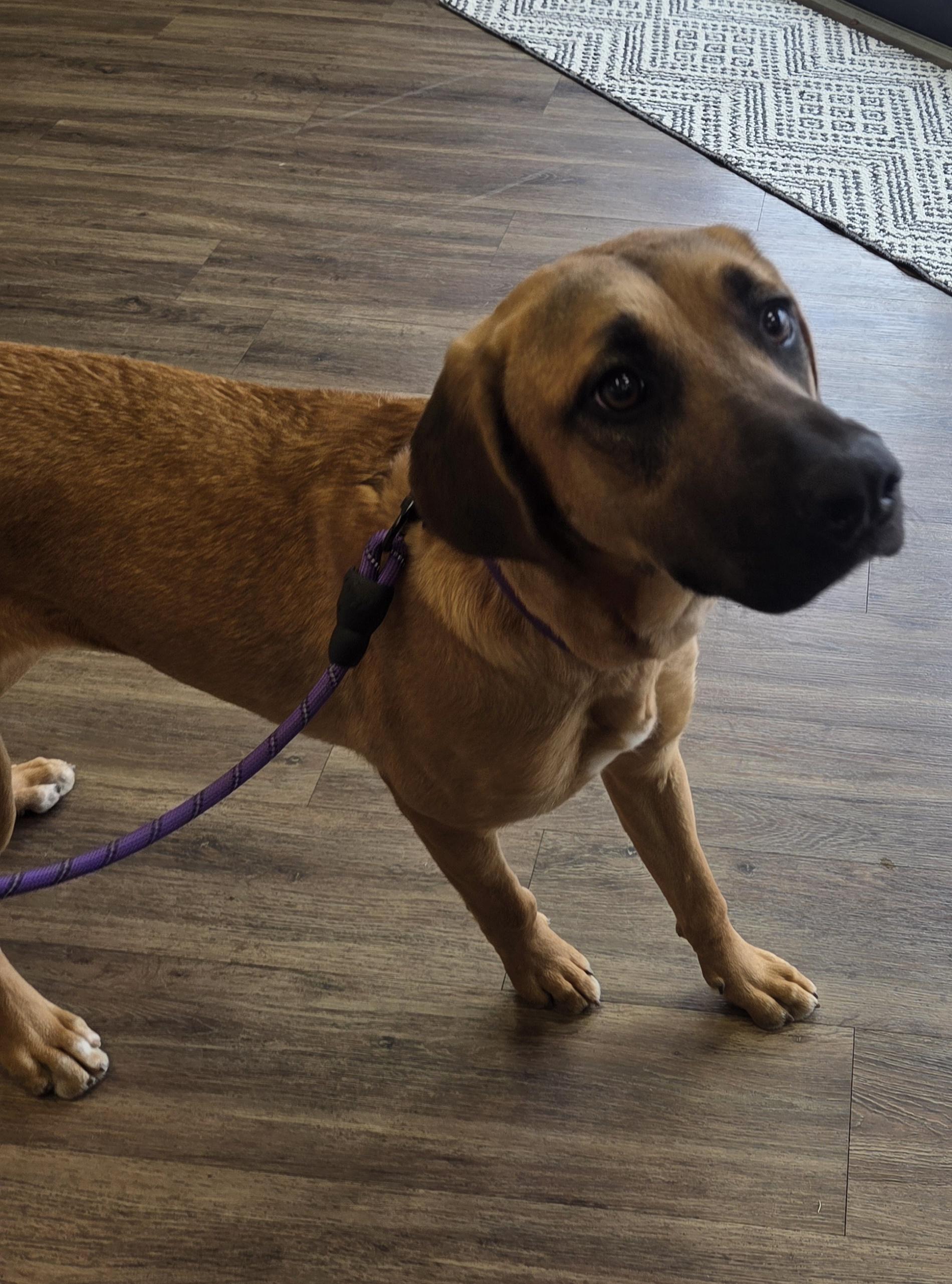 Enlarge Delilah, a Adoptable mixed breed in TULSA, OK image 4/6