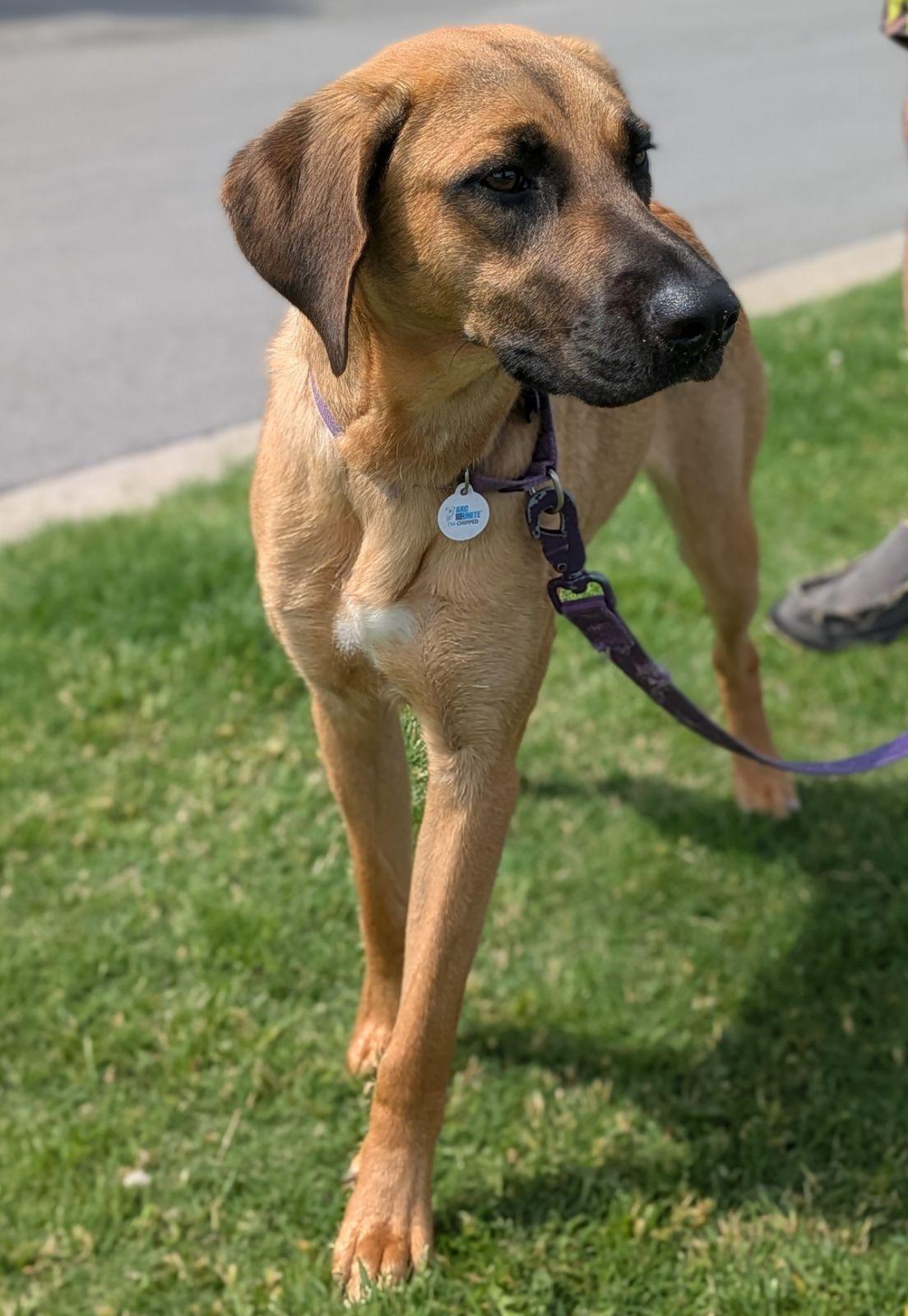 Enlarge Delilah, a Adoptable mixed breed in TULSA, OK image 6/6