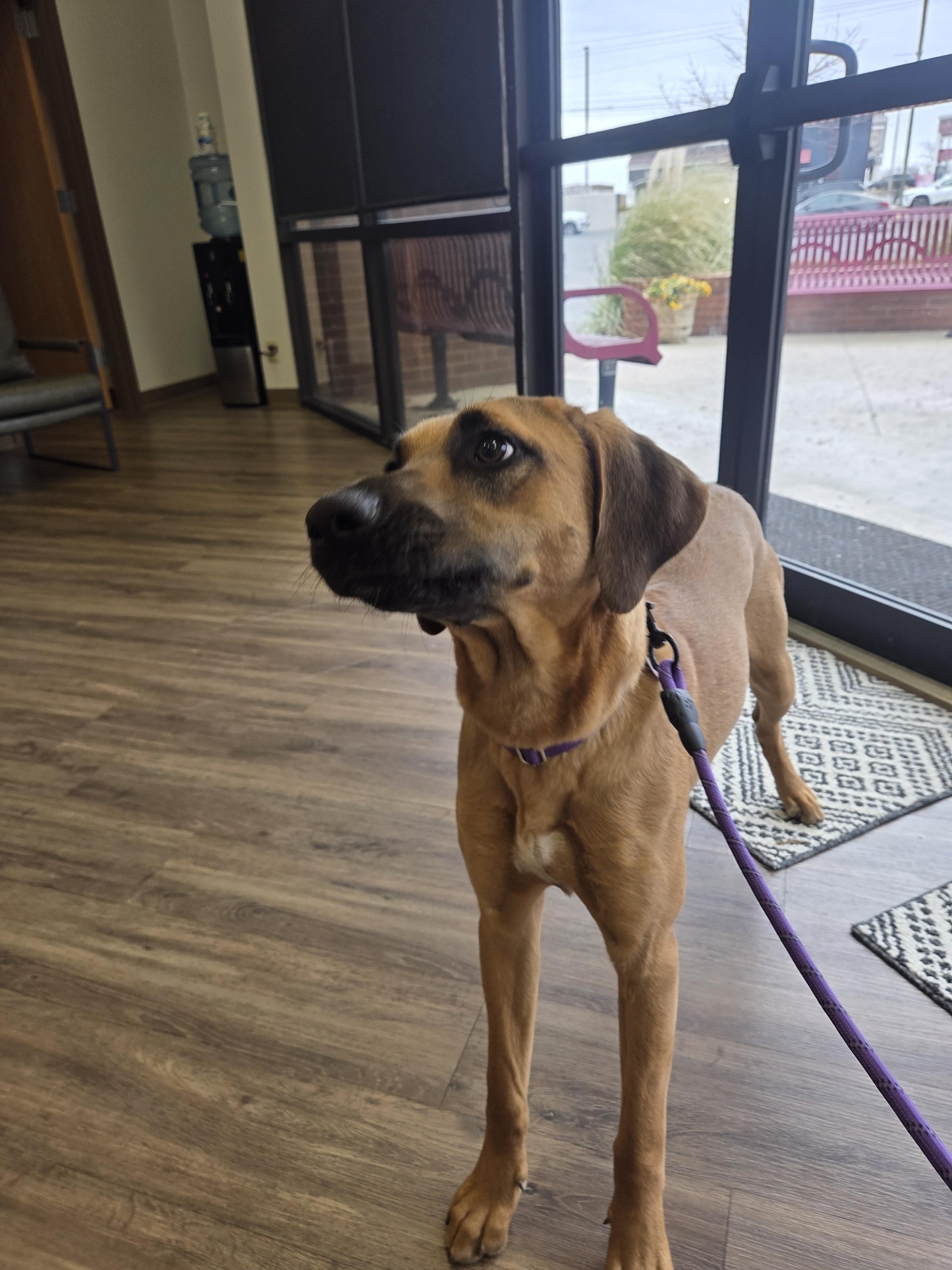 Enlarge Delilah, a Adoptable mixed breed in TULSA, OK image 5/6