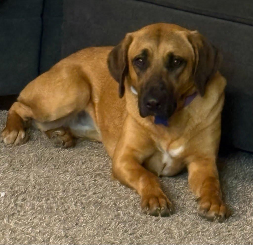 Enlarge Delilah, a Adoptable mixed breed in TULSA, OK image 6/6