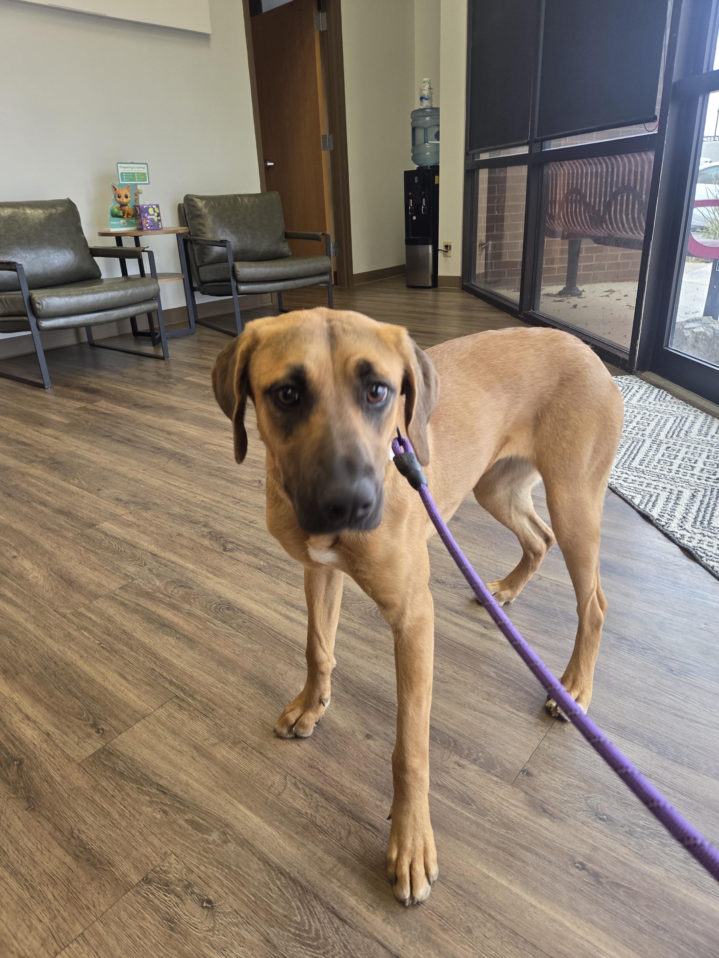 Enlarge Delilah, a Adoptable mixed breed in TULSA, OK image 6/6