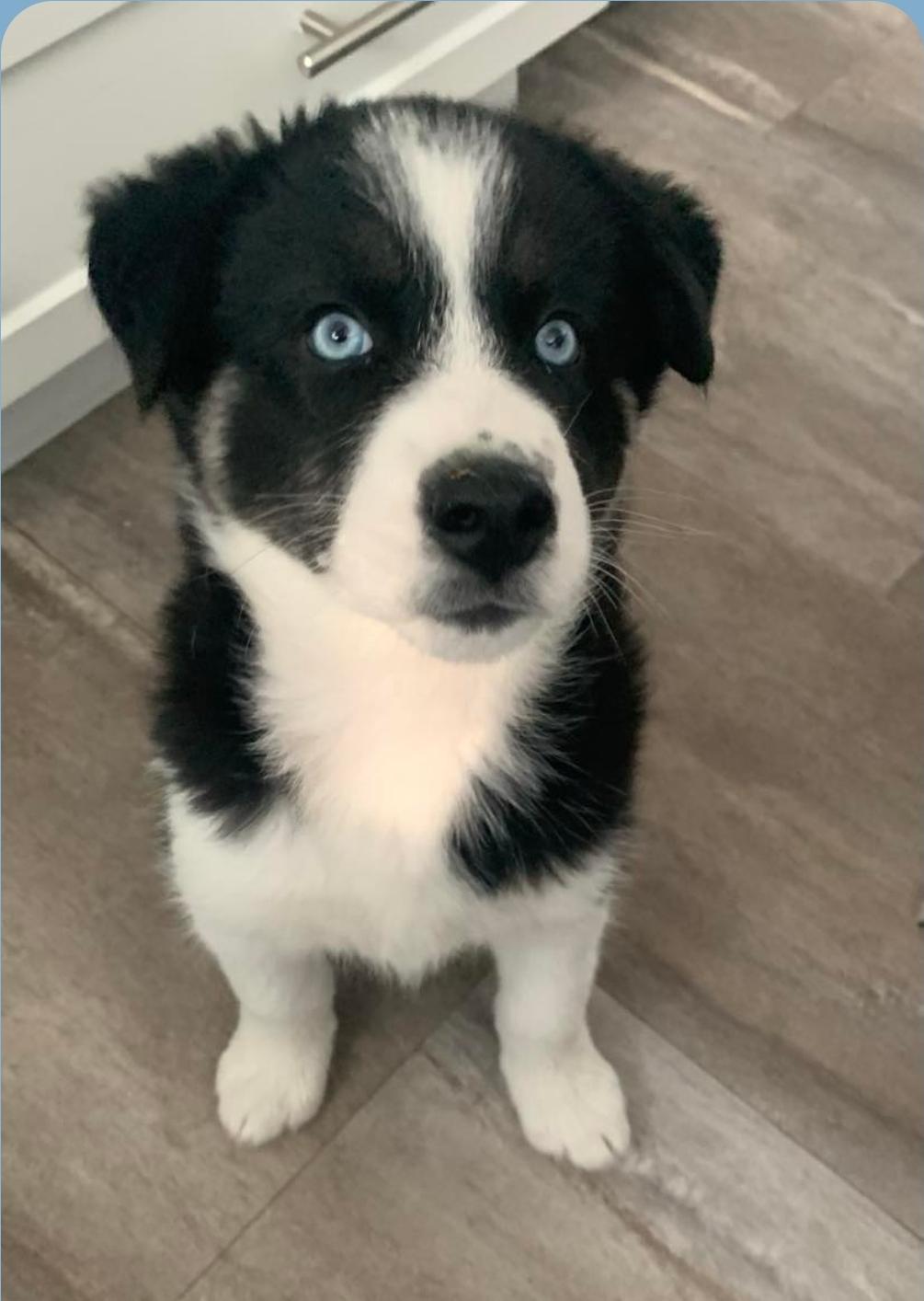 Sidney, an adoptable Husky, Mixed Breed in Winnipeg, MB, R3E 2Z9 | Photo Image 1
