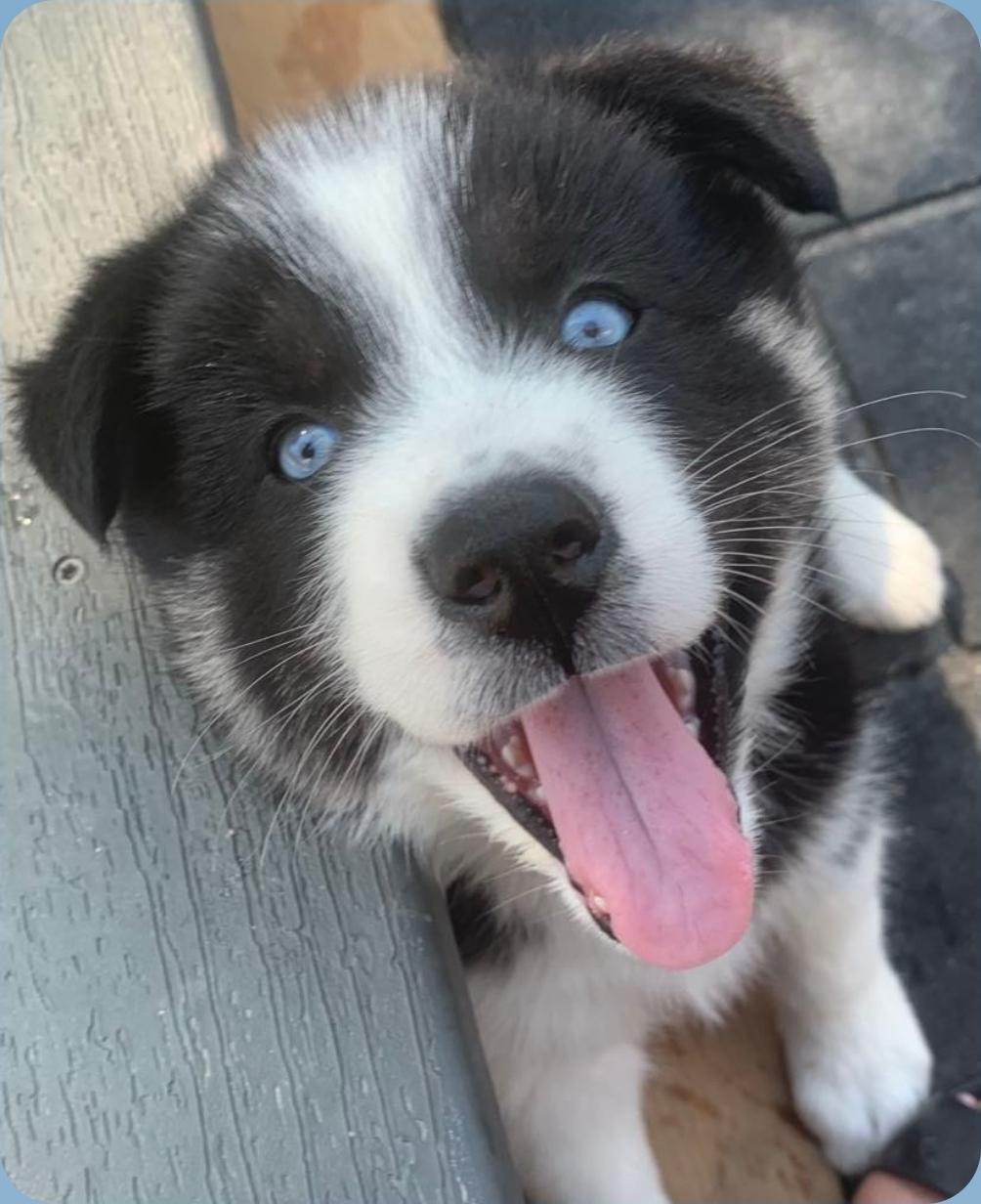 Sidney, an adoptable Husky, Mixed Breed in Winnipeg, MB, R3E 2Z9 | Photo Image 3