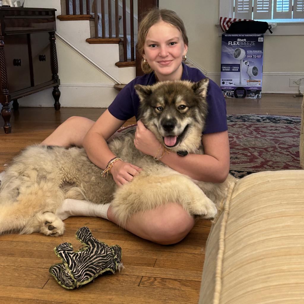 Flynn, Adoptable, Adult Male Husky.