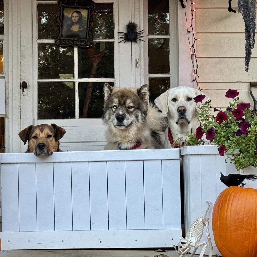 Enlarge Flynn, a Adoptable Husky in Silver Spring, MD image 4/6