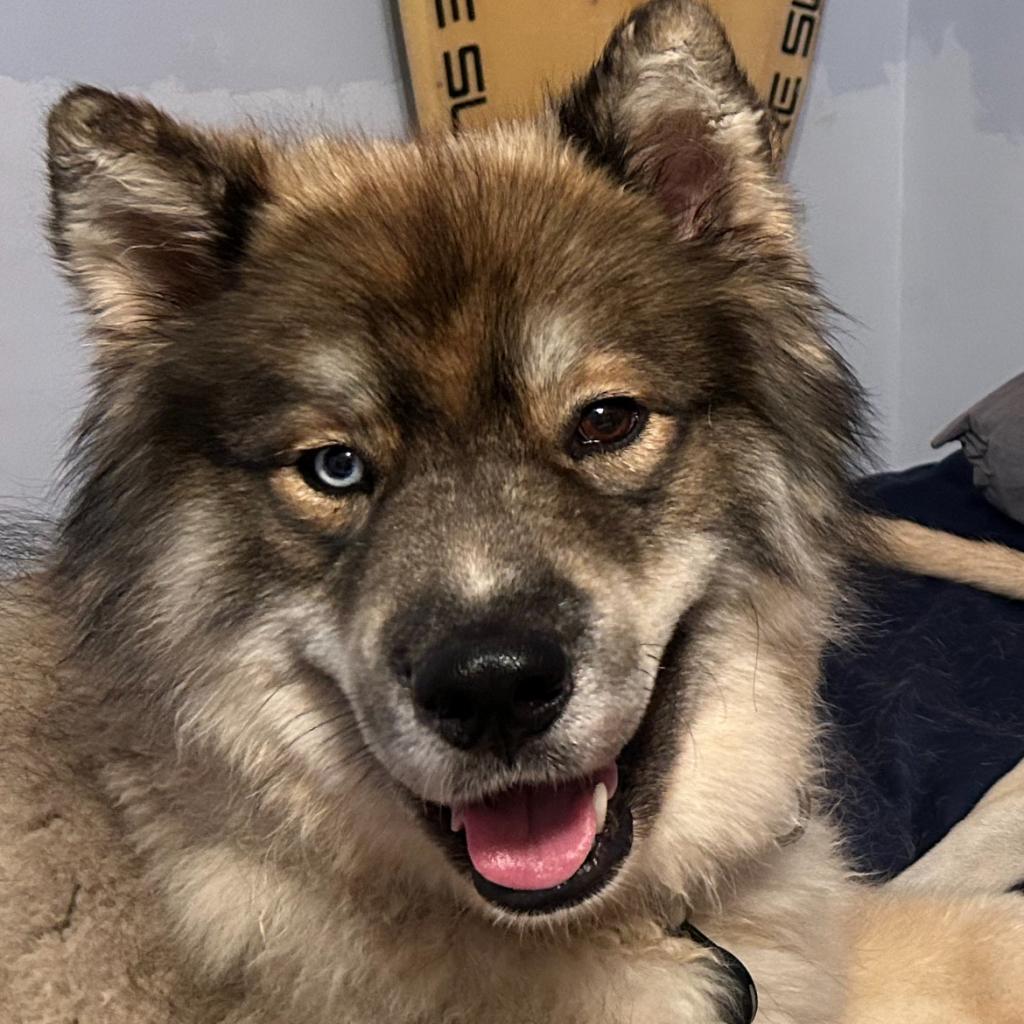 Enlarge Flynn, a Adoptable Husky in Silver Spring, MD image 5/6