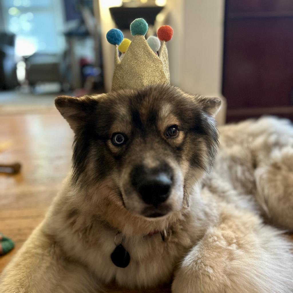 Enlarge Flynn, a Adoptable Husky in Silver Spring, MD image 6/6