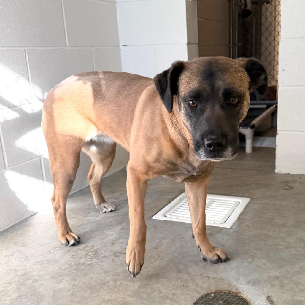 Gracie, Adoptable, Adult Female Boxer.