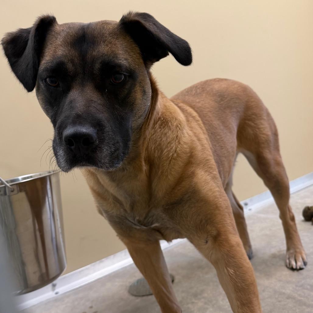 Enlarge Gracie, a Adoptable Boxer in Cody, WY image 2/5