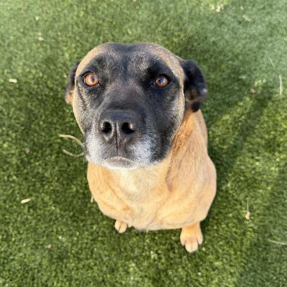 Enlarge Gracie, a Adoptable Boxer in Cody, WY image 3/5