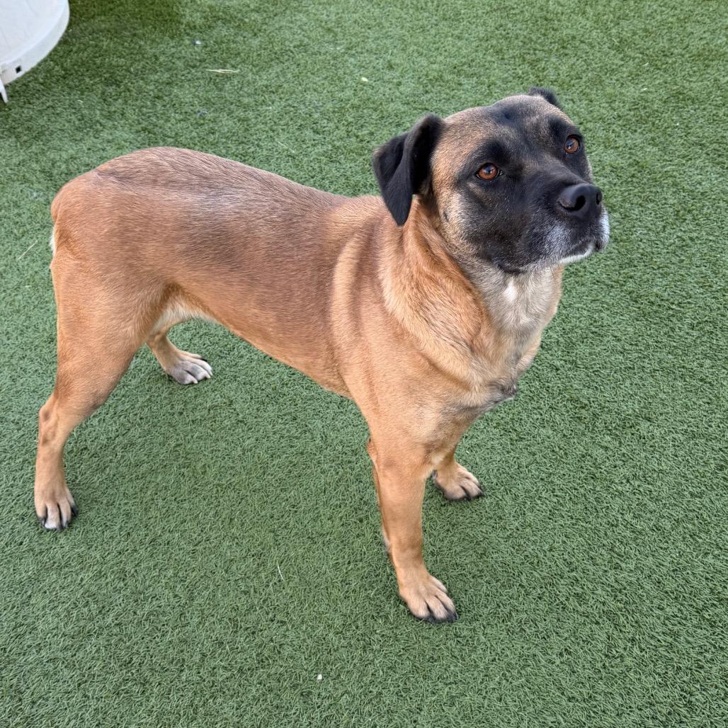 Enlarge Gracie, a Adoptable Boxer in Cody, WY image 5/5