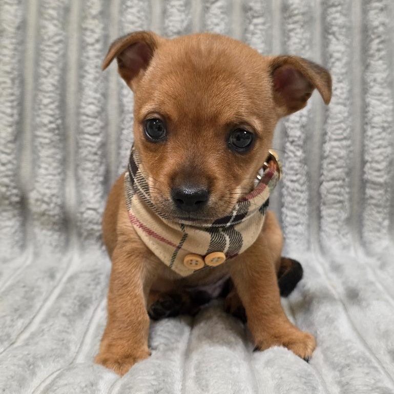 Enlarge Homer, a Adoptable mixed breed in Phenix City, AL image 2/4