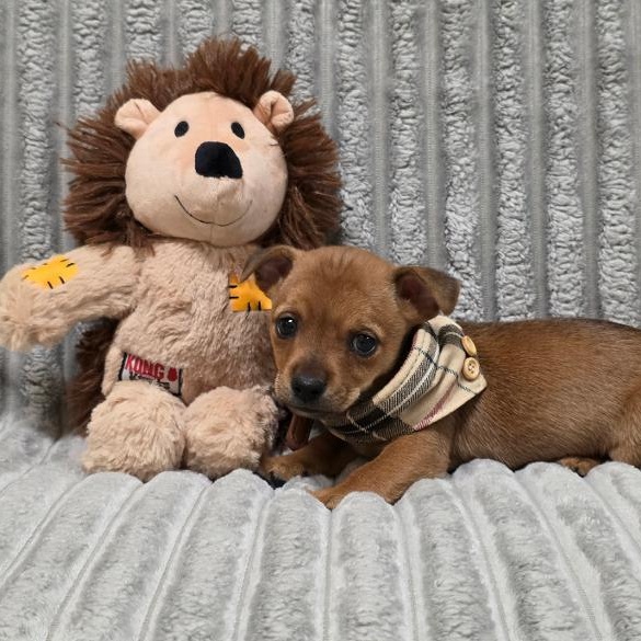 Enlarge Homer, a Adoptable mixed breed in Phenix City, AL image 4/4