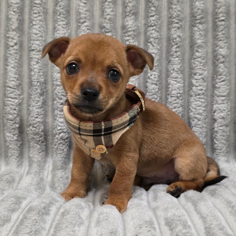 Enlarge Homer, a Adoptable mixed breed in Phenix City, AL image 1/4