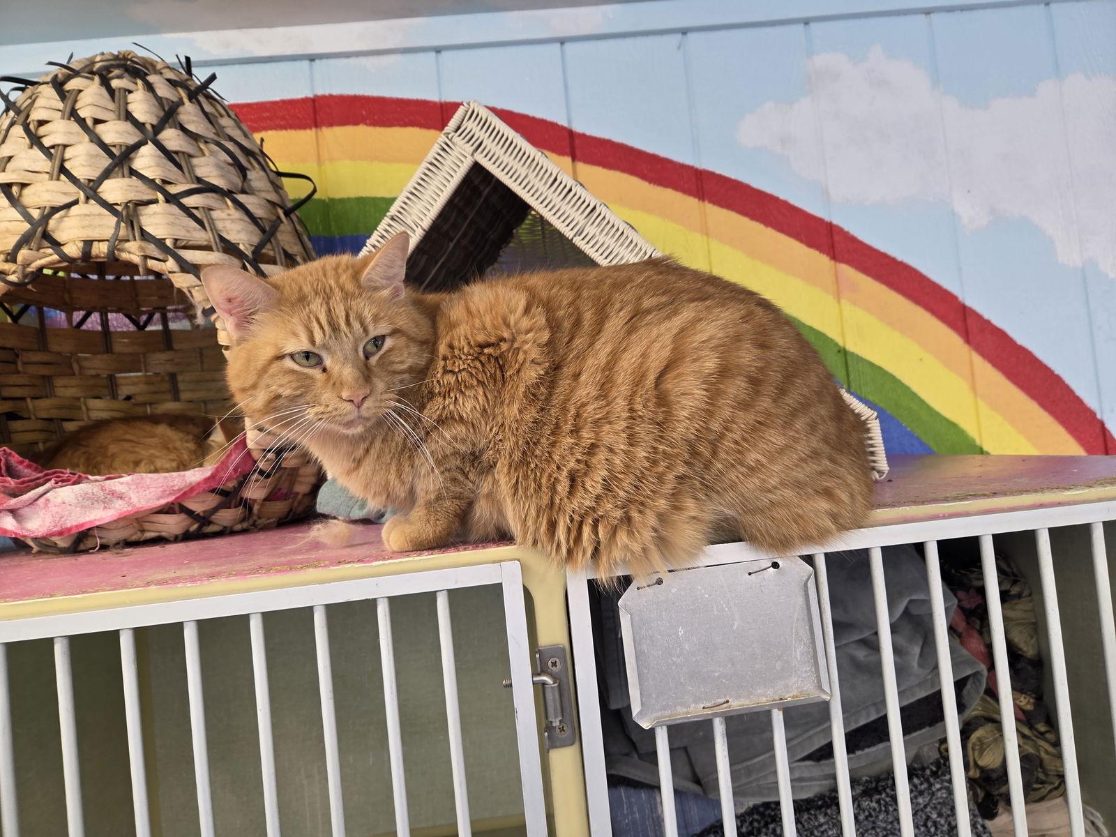 Enlarge Ernie, a Adopted Domestic Short Hair in Iroquois, IL image 1/1