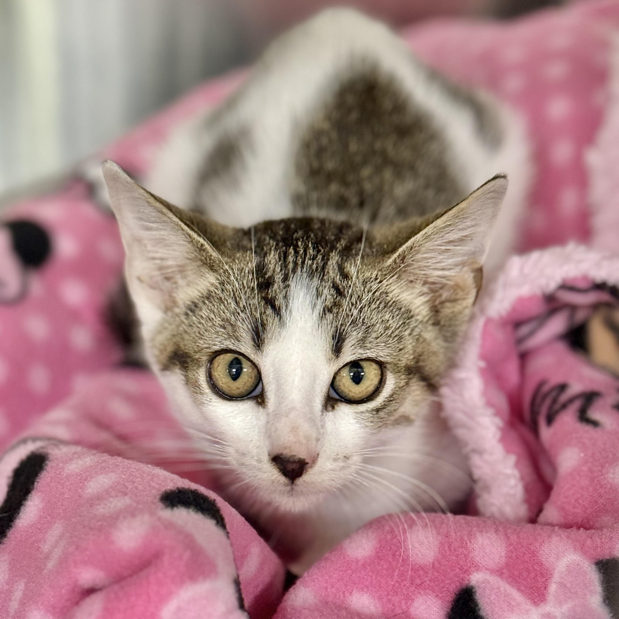 Enlarge Elmer, a ADOPTABLE Domestic Short Hair in Collierville, TN image 2/3