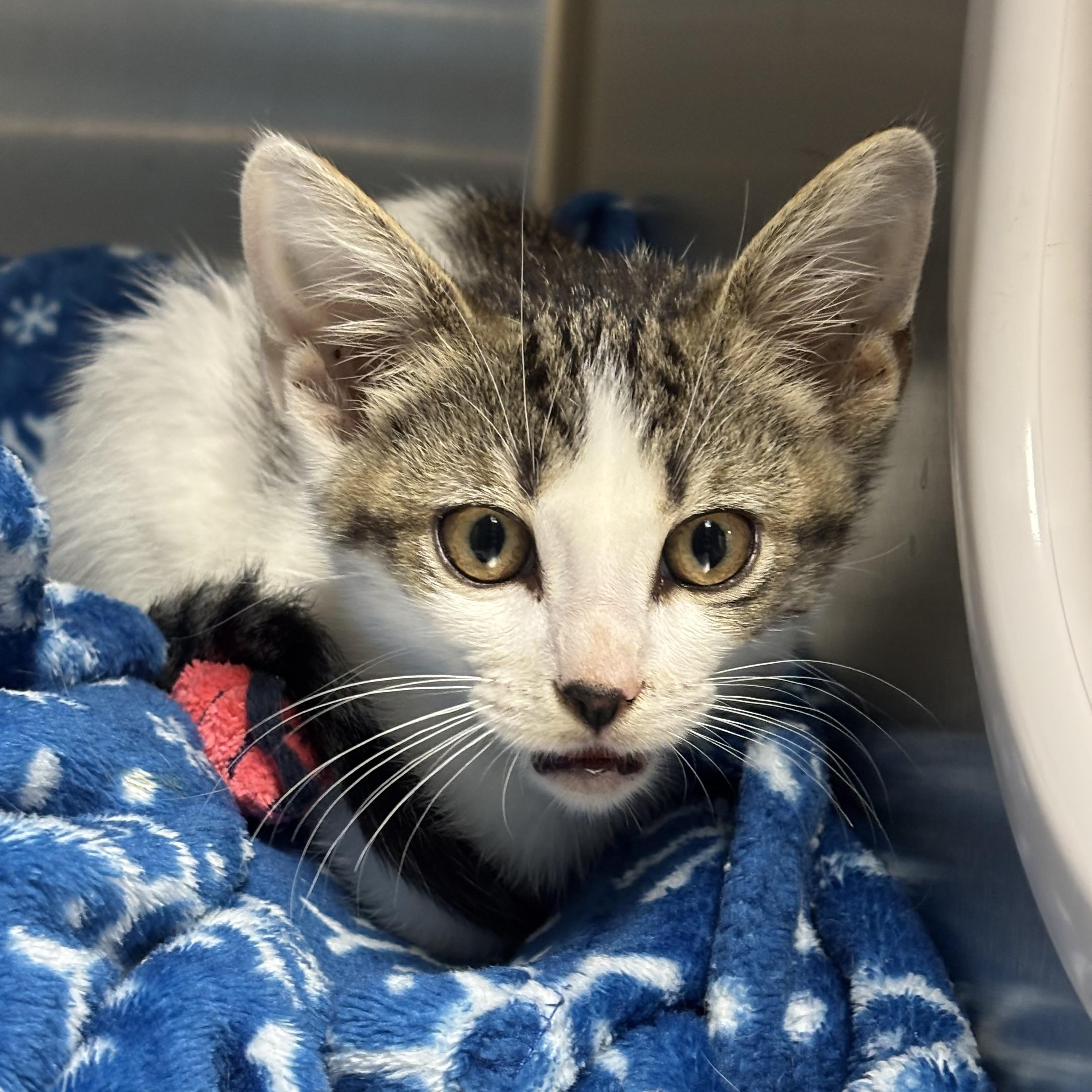 Enlarge Elmer, a ADOPTABLE Domestic Short Hair in Collierville, TN image 3/3