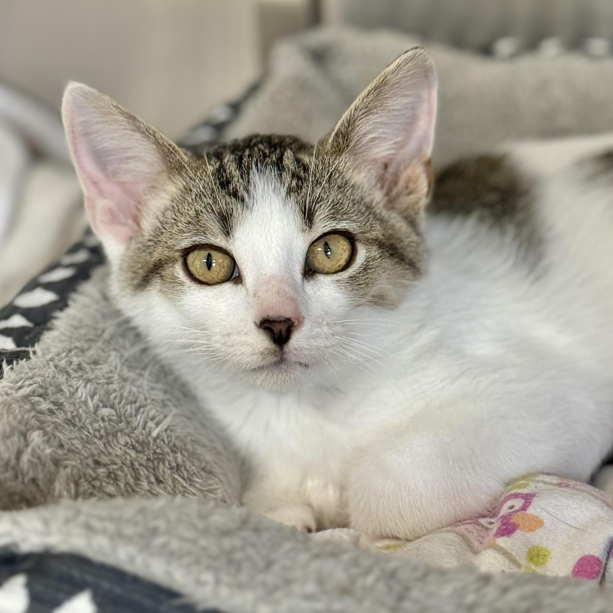 Elmer, ADOPTABLE, Kitten Male Domestic Short Hair.