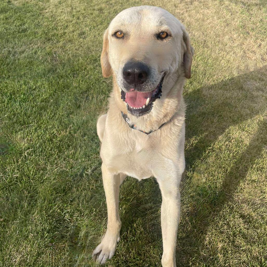Jimbo, Adoptable, Adult Male Anatolian Shepherd.