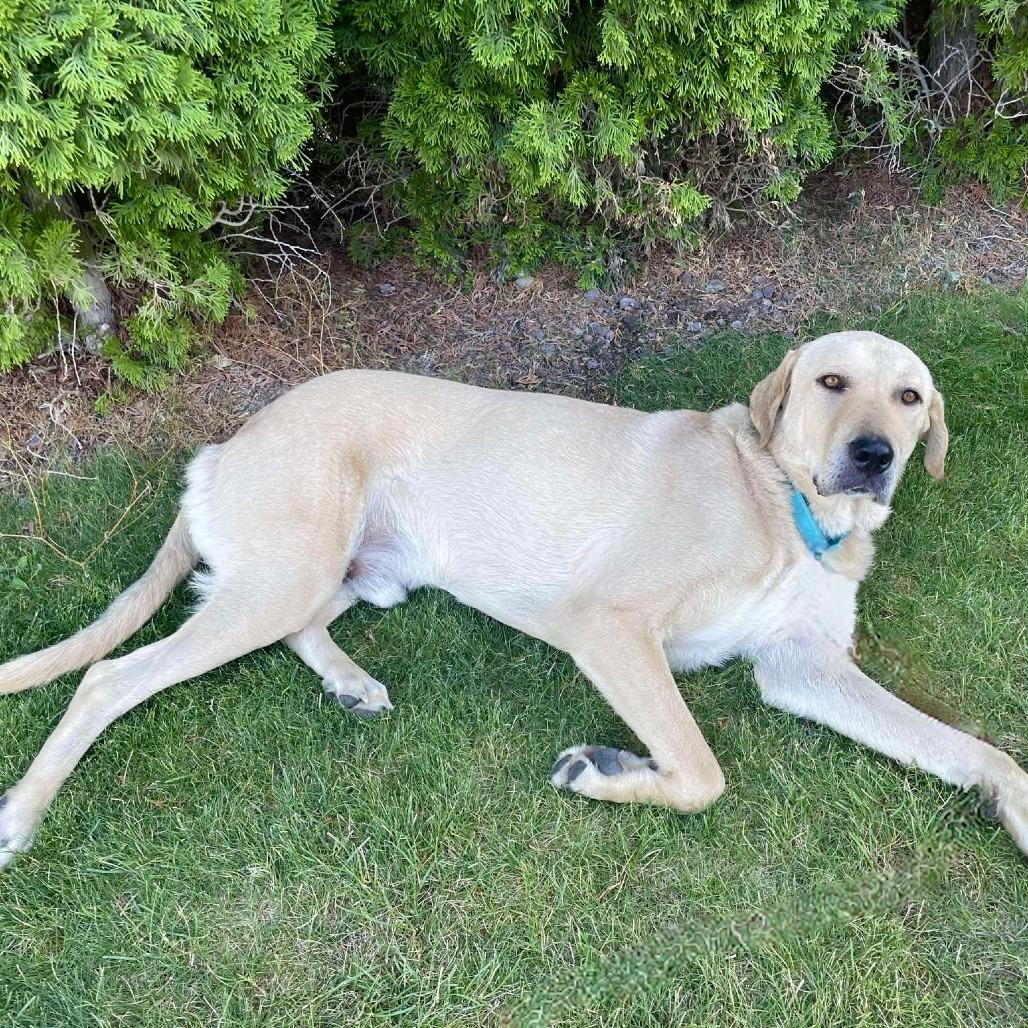 Enlarge Jimbo, a Adoptable Anatolian Shepherd in TONASKET, WA image 2/2
