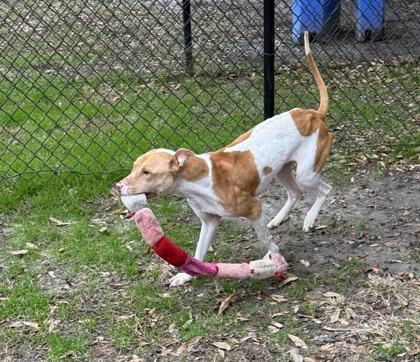 Yams, Adoptable, Adult Female Hound & Terrier.