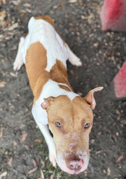 Yams, a Adoptable mixed breed in Conway, SC image 2/3