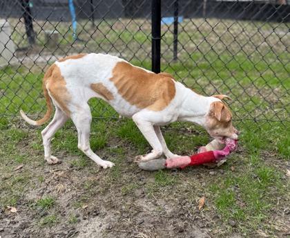 Yams, a Adoptable mixed breed in Conway, SC image 3/3