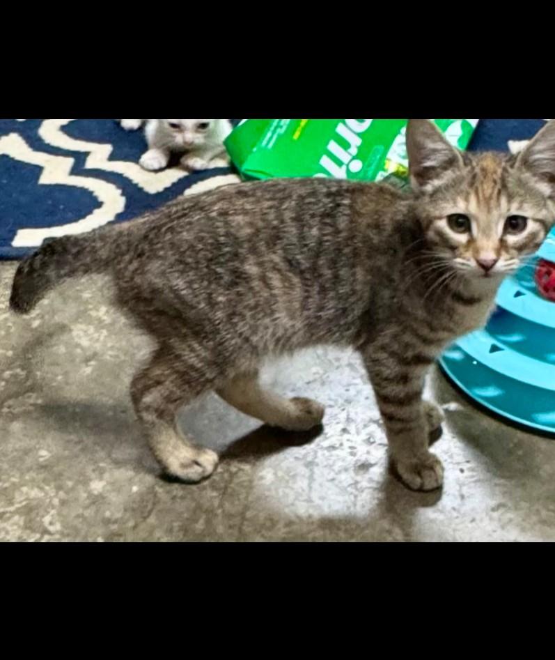 Kokomo - super snuggly