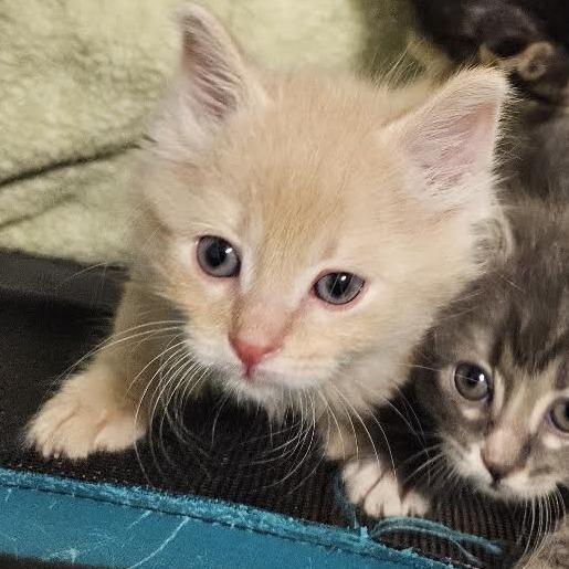Enlarge Blockbuster, a Adoptable Domestic Short Hair in Eureka Springs, AR image 1/1