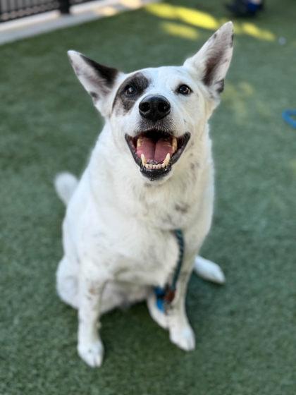 Enlarge Max Goof, a Adoptable mixed breed in Roseville, CA image 1/3