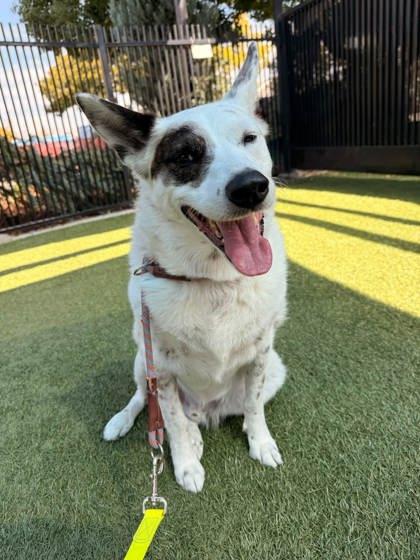 Enlarge Max Goof, a Adoptable mixed breed in Roseville, CA image 2/3