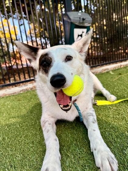 Enlarge Max Goof, a Adoptable mixed breed in Roseville, CA image 3/3