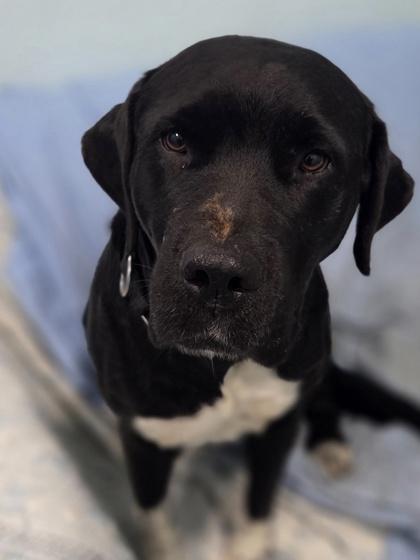 Piper, Adoptable, Young Female Labrador Retriever & Mixed Breed.