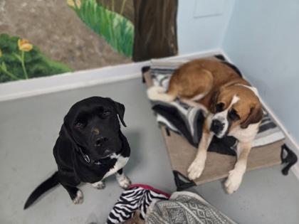 Enlarge Piper, a Adoptable mixed breed in Erin, ON image 3/3