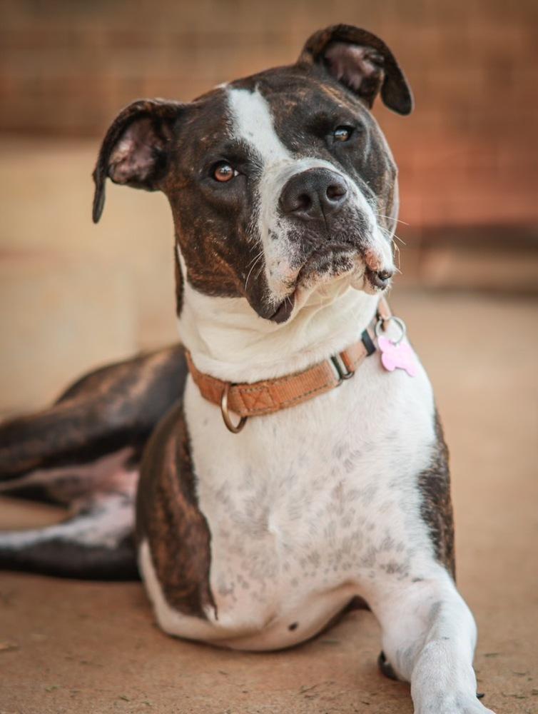 Waverly, Adoptable, Puppy Female Pit Bull Terrier.