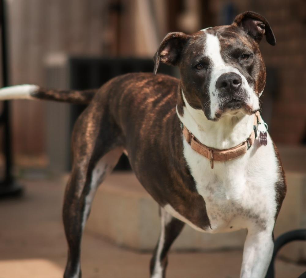 Enlarge Waverly, a Adoptable mixed breed in Dunwoody, GA image 4/6