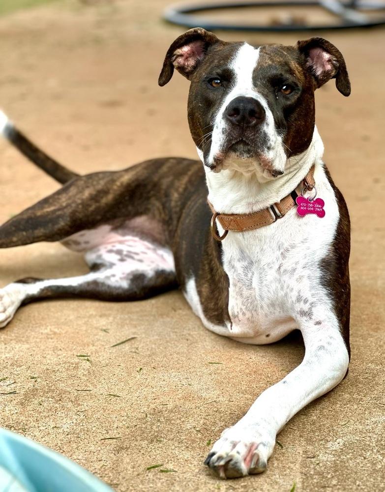 Enlarge Waverly, a Adoptable mixed breed in Dunwoody, GA image 5/6